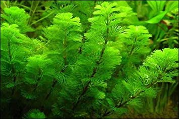 Marcus Fish Tanks Green Cabomba Caroliniana Easy Live Aquarium Plants for...