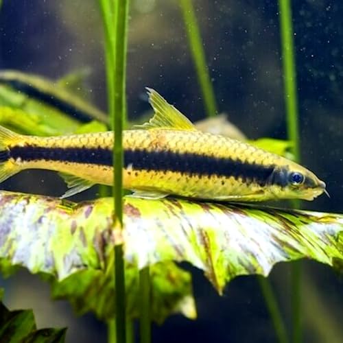 Siamese Algae Eater (6 Pack)