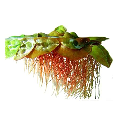 CANTON AQUATICS Live Aquarium Red Root Floater Plants - Highly Sought & Removes...
