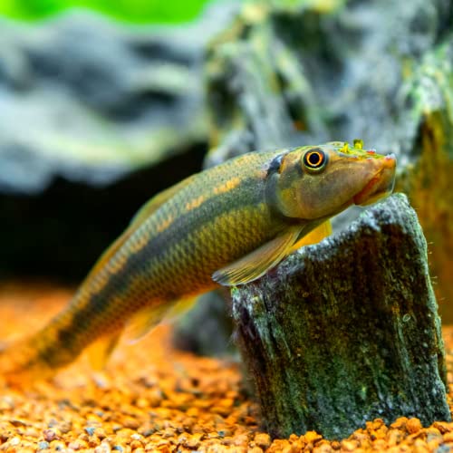 Chinese Algae Eater (10 Pack)