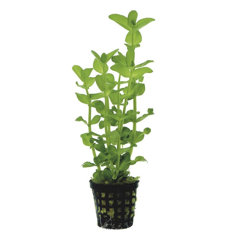 Potted Live Aquarium Plants | Freshwater Aquatic Plants for Aquariums...