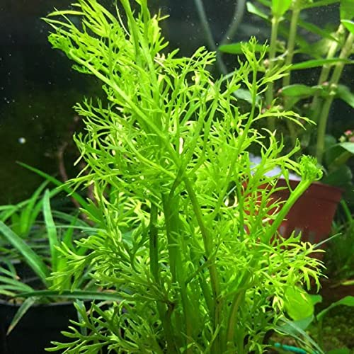 Heirloom Garden Water Sprite Ceratopteris Siliquosa Live Plant - Live Aquarium...