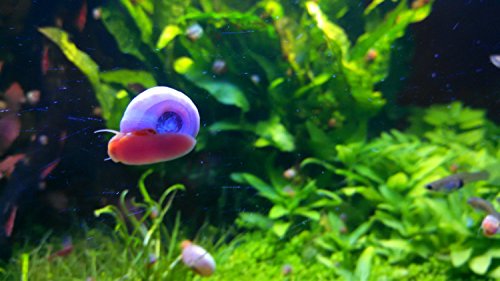 9+ Ramshorn Snails