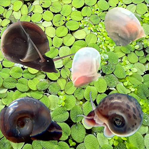 10 Live Ramshorn Snails