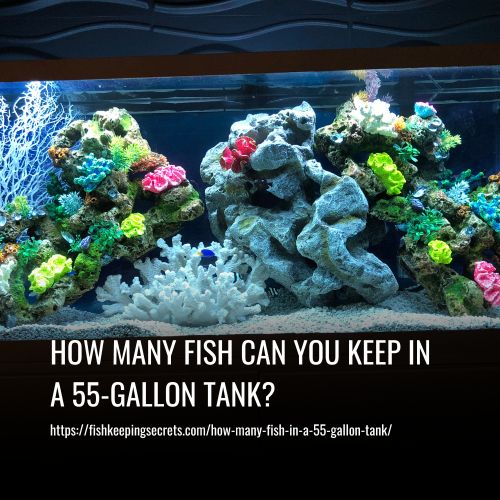 Read more about the article How Many Fish Can You Keep in a 55-gallon Tank?