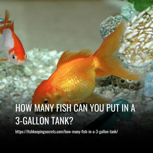How Many Fish Can You Put in a 3-Gallon Tank