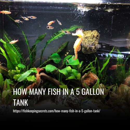 How Many Fish In A 5 Gallon Tank
