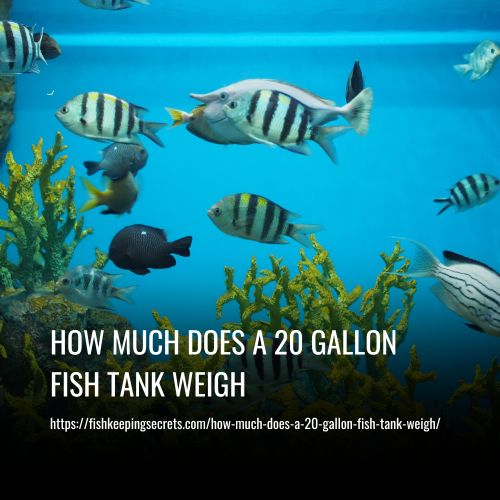 how-much-does-a-20-gallon-fish-tank-weigh