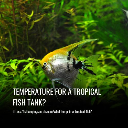 What Is The Ideal Temperature For A Tropical Fish Tank?