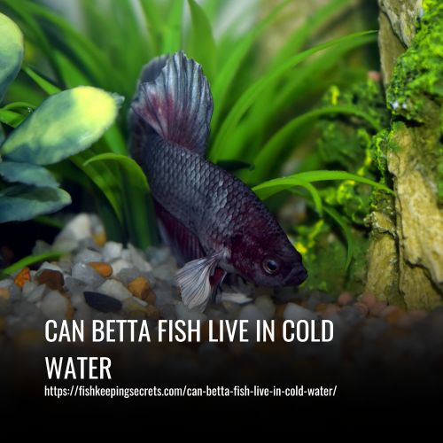 Can Betta Fish Live In Cold Water