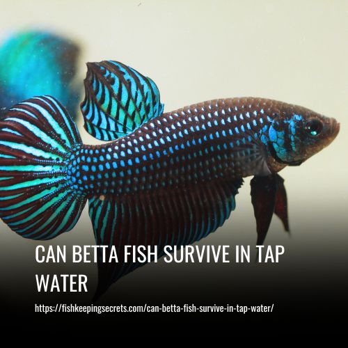 Read more about the article Can Betta Fish Survive In Tap Water