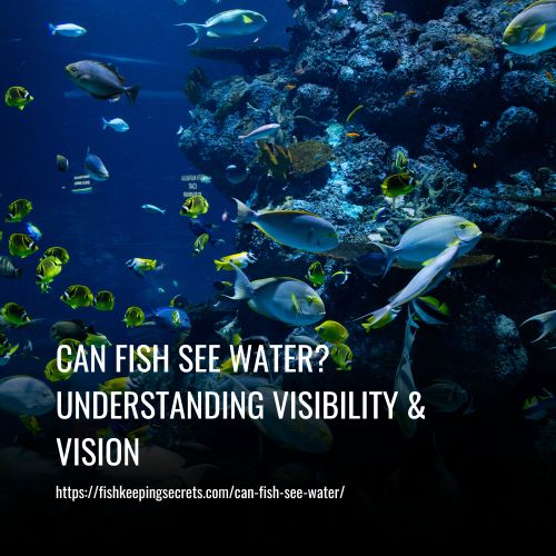 Can Fish See Water Understanding Visibility & Vision