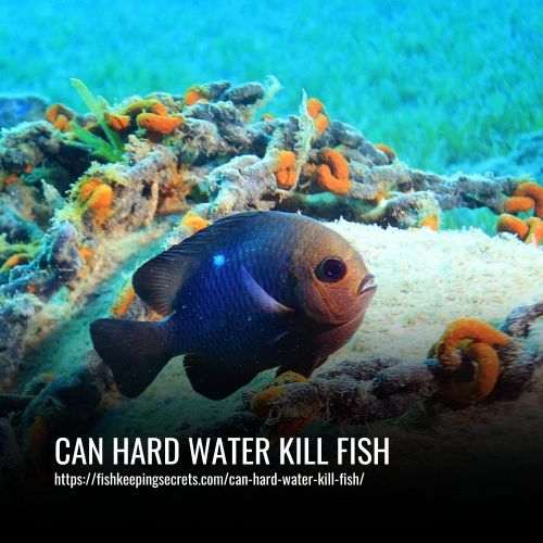 Read more about the article Can Hard Water Kill Fish: Is It Harmful to Aquarium Life?