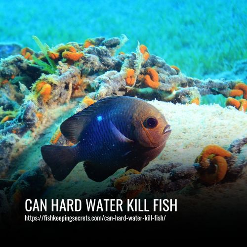 Can Hard Water Kill Fish Is It Harmful to Aquarium Life?