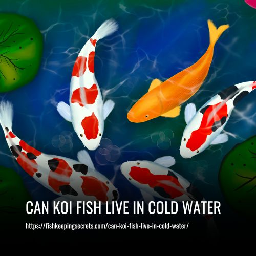 Can Koi Fish Live In Cold Water