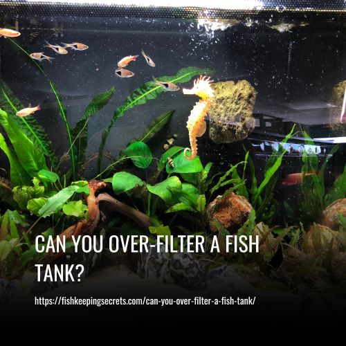 Read more about the article Can You Over-filter A Fish Tank? Filtration In Aquariums.