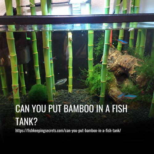 Can You Put Bamboo In A Fish Tank