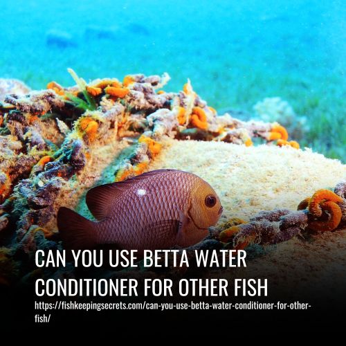 Read more about the article Can You Use Betta Water Conditioner For Other Fish
