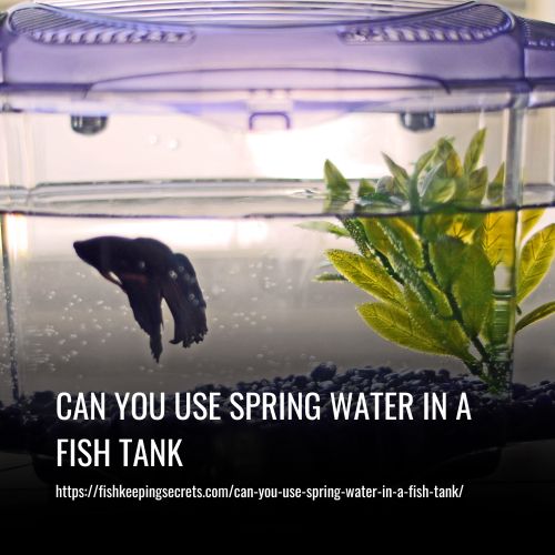 Read more about the article Can You Use Spring Water In A Fish Tank