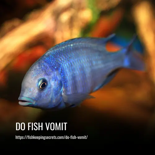 Do Fish Vomit