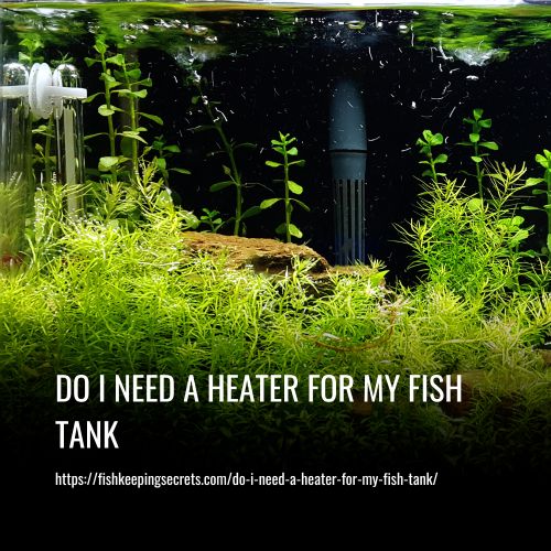 Do I Need A Heater For My Fish Tank