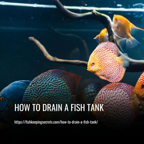 Read more about the article How To Drain A Fish Tank: An Essential Guide for Beginners