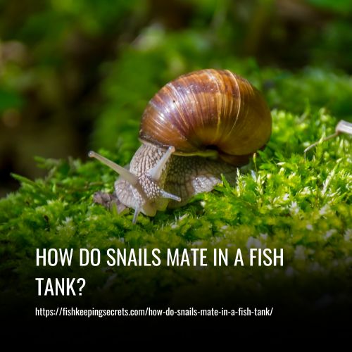 How Do Snails Mate In A Fish Tank