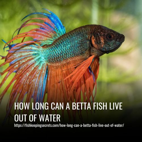 Read more about the article How Long Can A Betta Fish Live Out Of Water