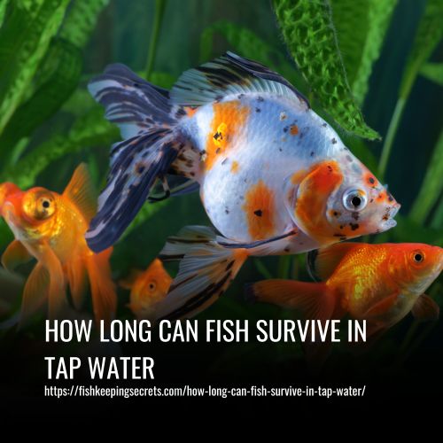 Read more about the article How Long Can Fish Survive In Tap Water