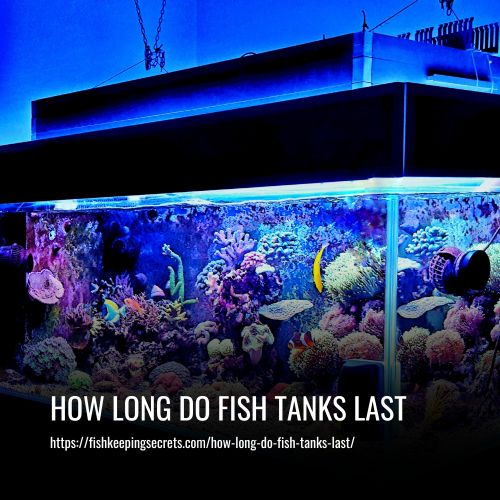 How Long Do Fish Tanks Last