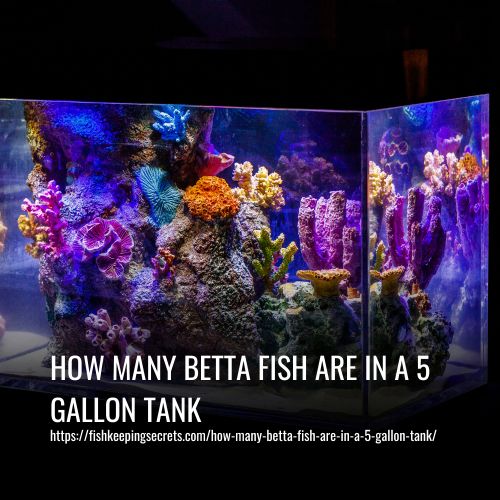 How Many Betta Fish Are In A 5 Gallon Tank