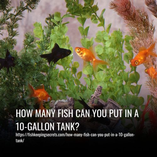 How Many Fish Can You Put In A 10-gallon Tank