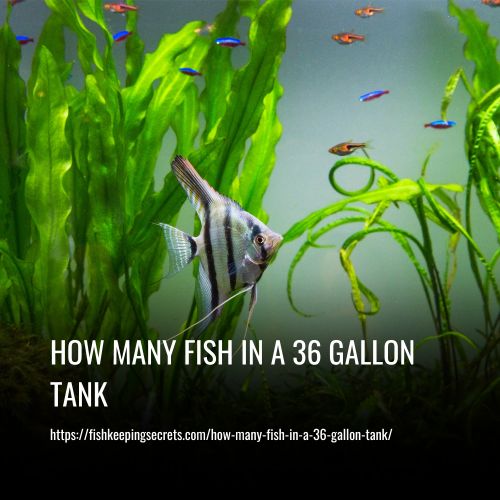 How Many Fish In A 36 Gallon Tank