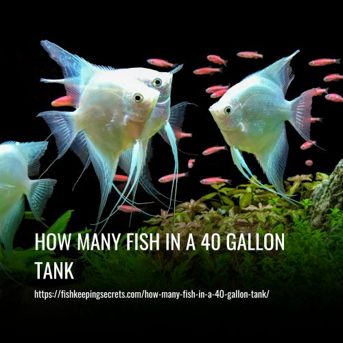Read more about the article How Many Fish Can You Keep in a 40 Gallon Aquarium?