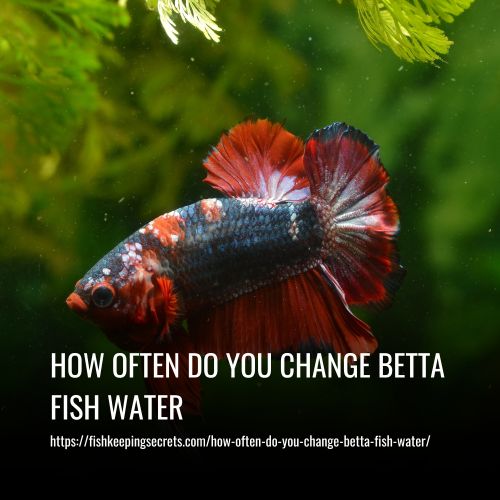 How Often Do You Change Betta Fish Water