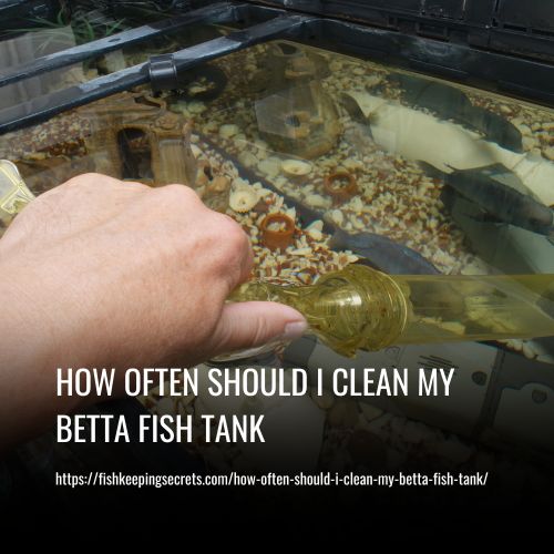 How Often Should I Clean My Betta Fish Tank