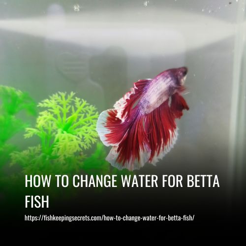 How To Change Water For Betta Fish