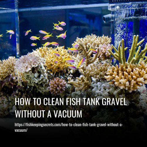 How To Clean Fish Tank Gravel Without A Vacuum