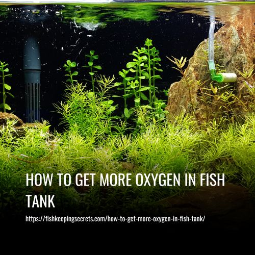 How To Get More Oxygen In Fish Tank