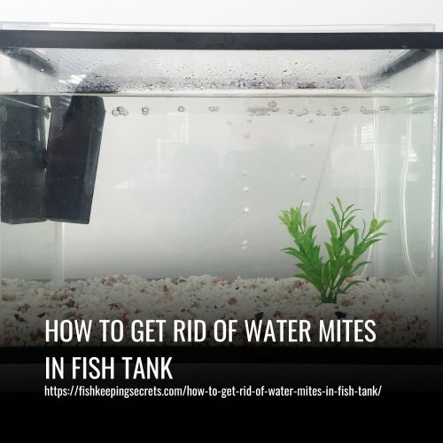 How To Get Rid Of Water Mites In Fish Tank