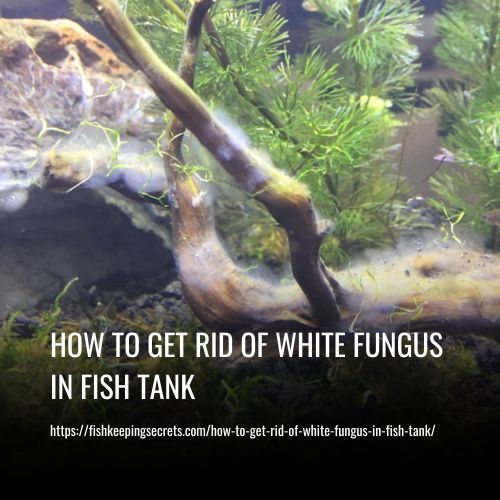 How To Get Rid Of White Fungus In Fish Tank