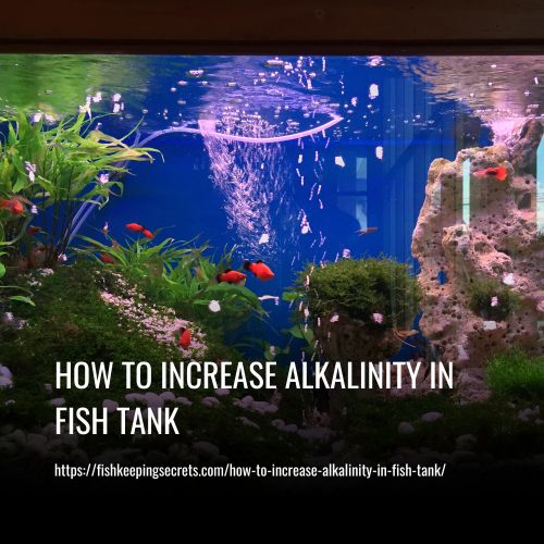 How To Increase Alkalinity In Fish Tank