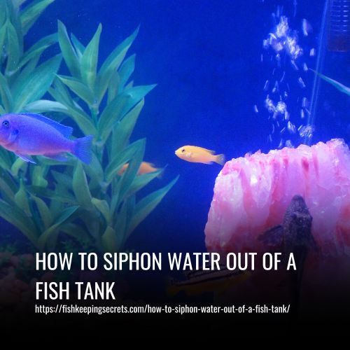 Read more about the article How To Siphon Water Out Of A Fish Tank