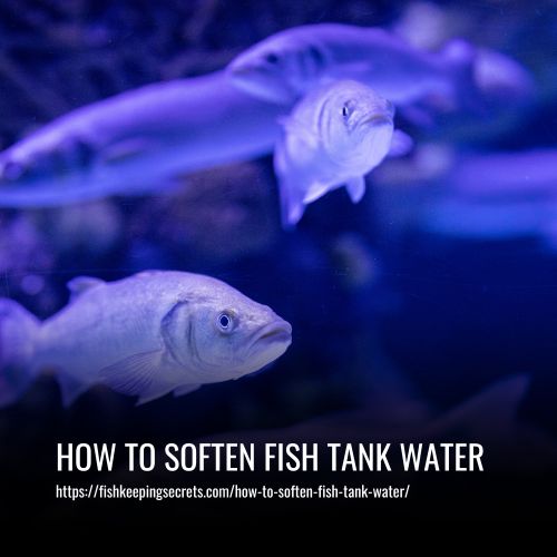 How To Soften Fish Tank Water