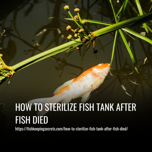 How To Sterilize Fish Tank After Fish Died