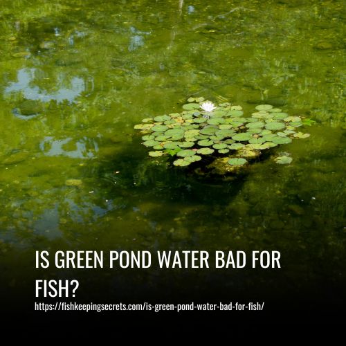 Is Green Pond Water Bad for Fish