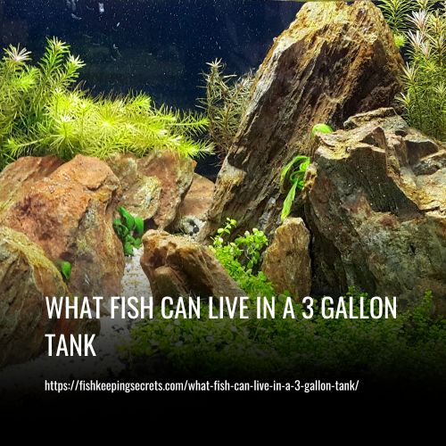 Read more about the article What Fish Can Live In A 3 Gallon Tank?