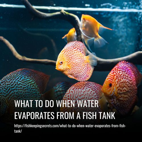What To Do When Water Evaporates From A Fish Tank