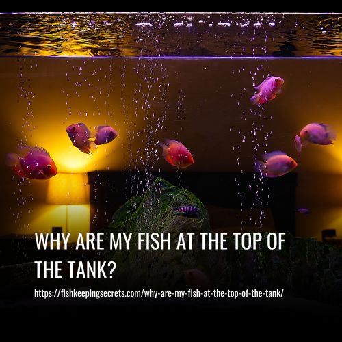 Read more about the article Why Are My Fish At The Top Of The Tank? Reasons & Solutions