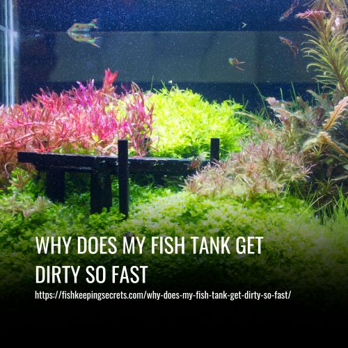 Read more about the article Why Does My Fish Tank Get Dirty So Fast? Causes and Solution